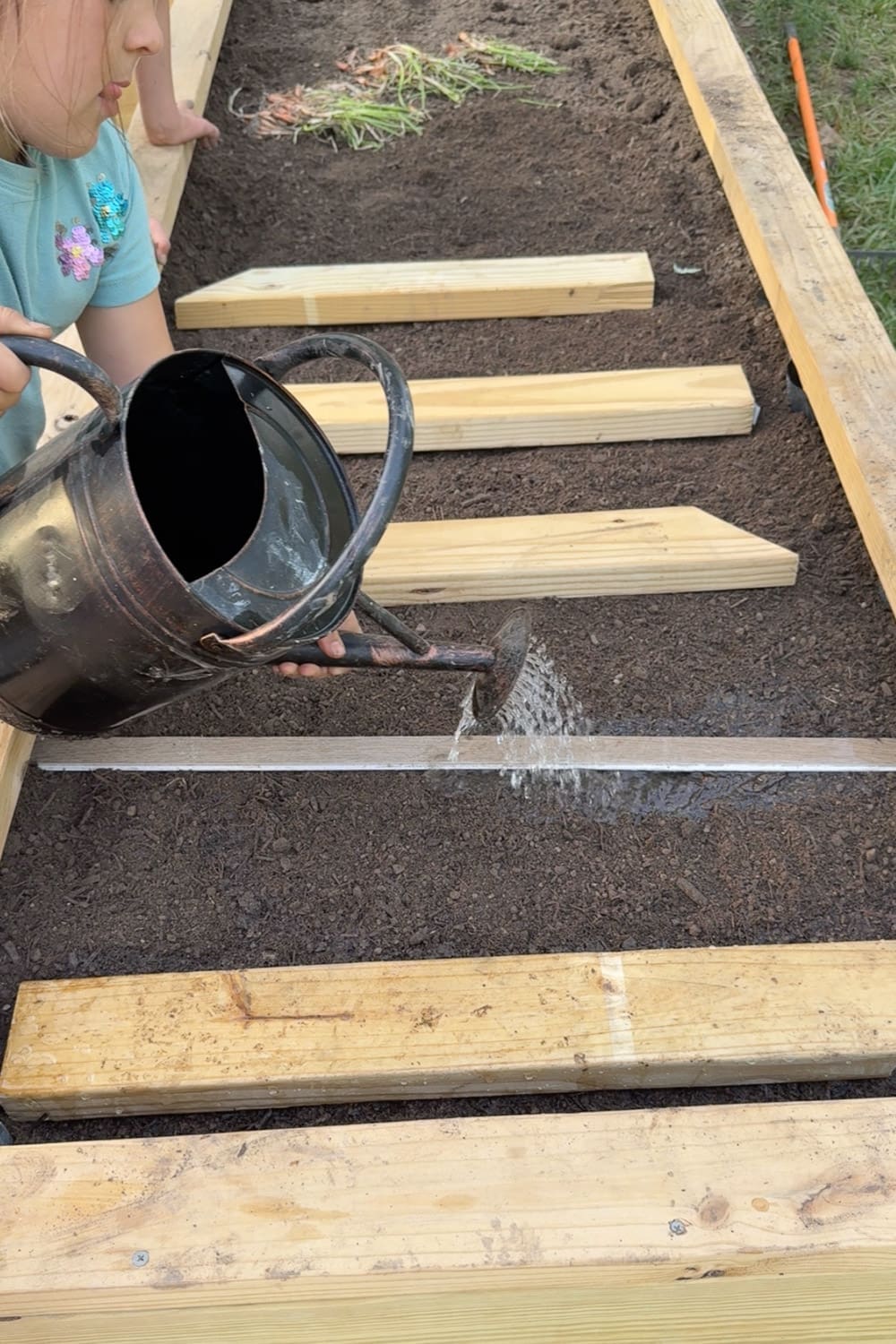 Young girl watering newly planted carrot seeds in a raised bed garden with wooden boards on top to help germination