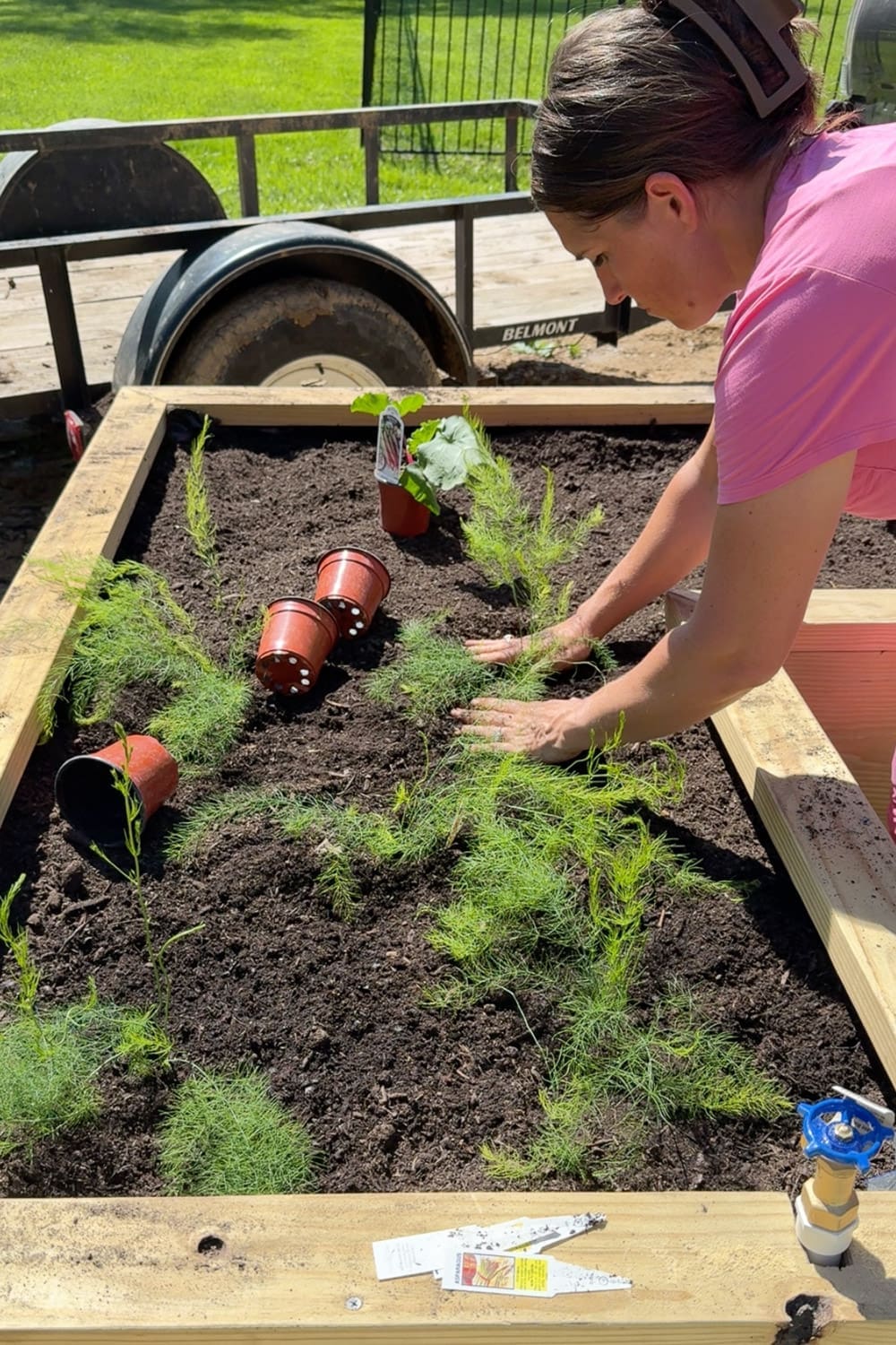 Woman planting young asparagus crowns in a raised bed garden alongside rhubarb as part of a perennial vegetable bed