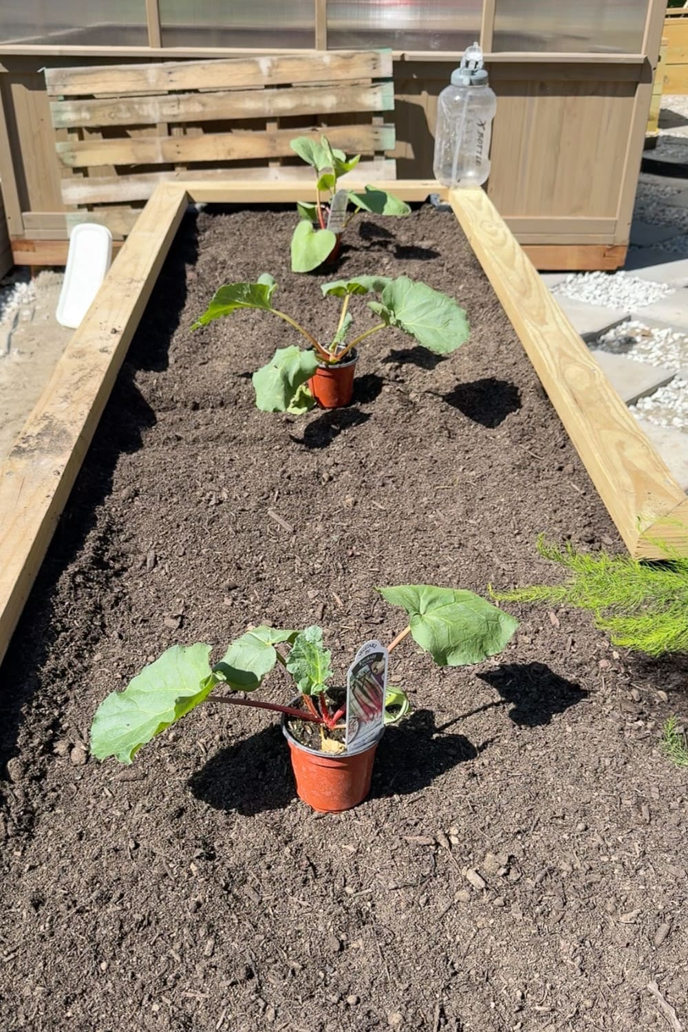 Two potted rhubarb plants spaced out in a wooden raised bed garden, ready to be planted as perennial vegetables