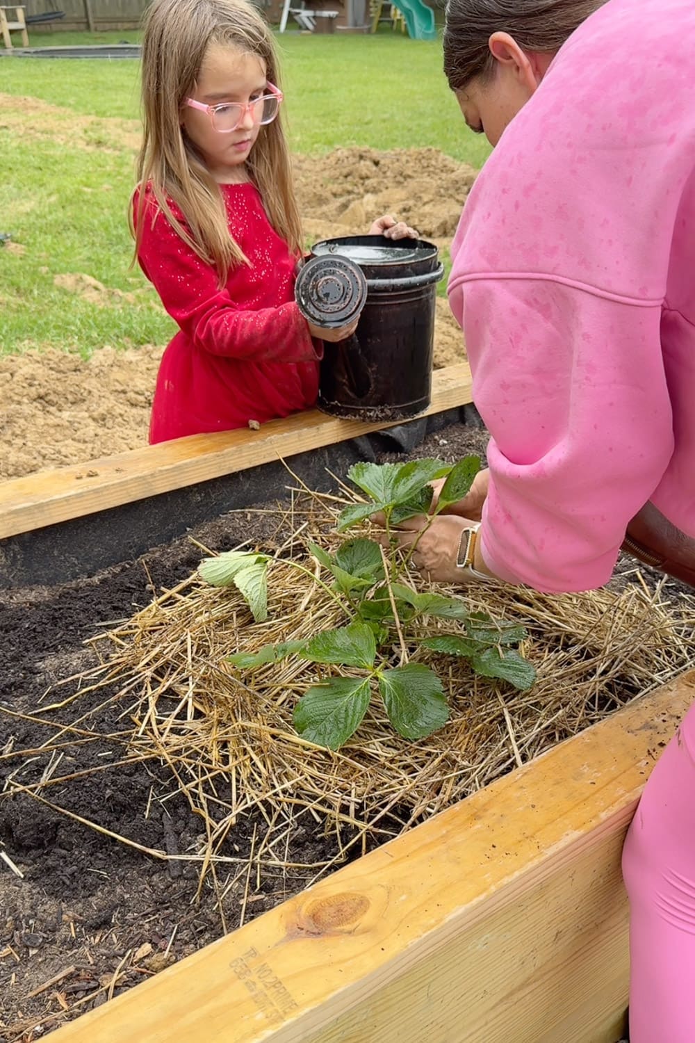 Mom and daughter planting strawberry plants surrounded by straw mulch in a wooden raised bed garden