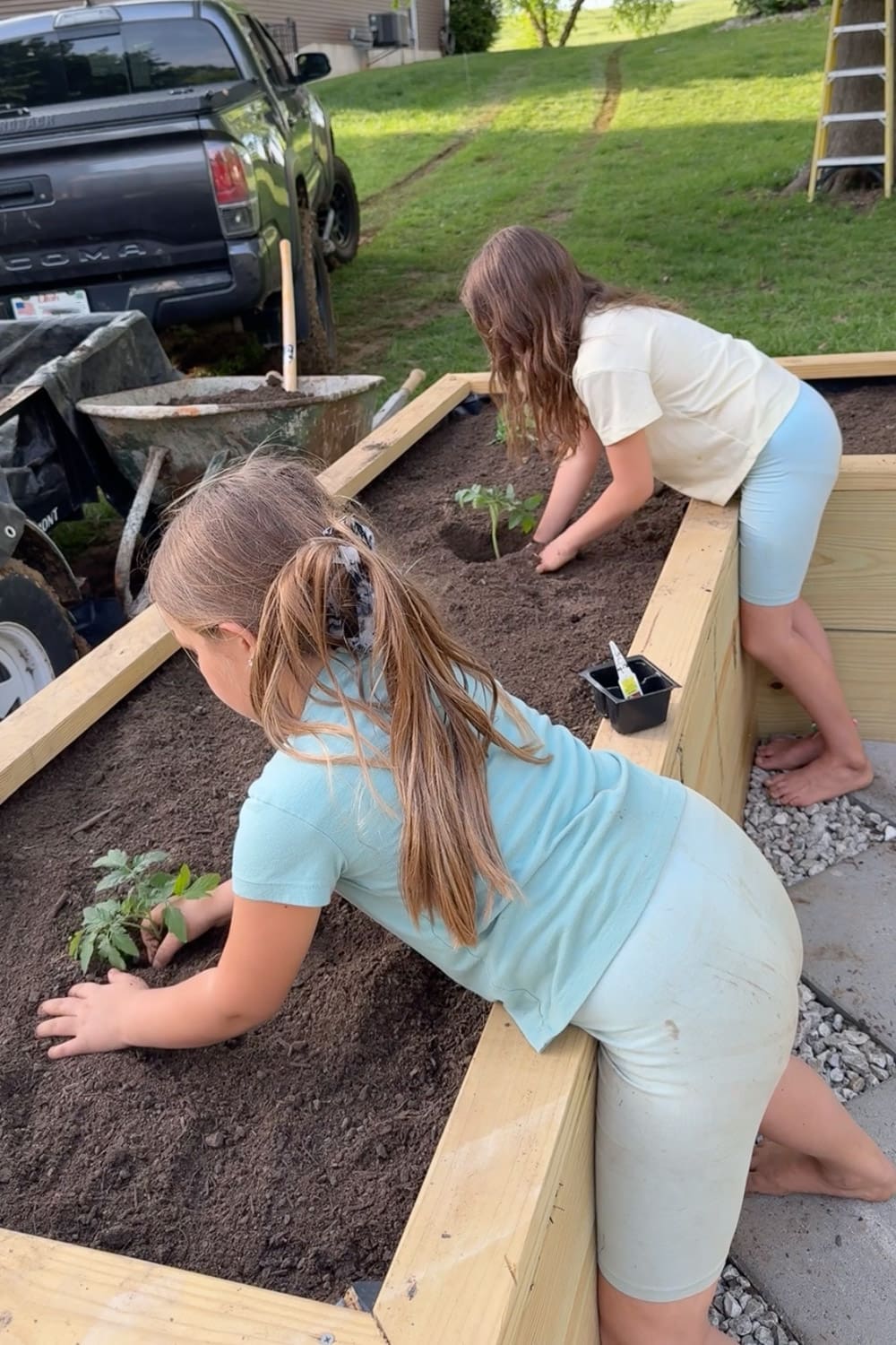Two young girls planting Big Beef tomato seedlings in a wooden raised bed vegetable garden
