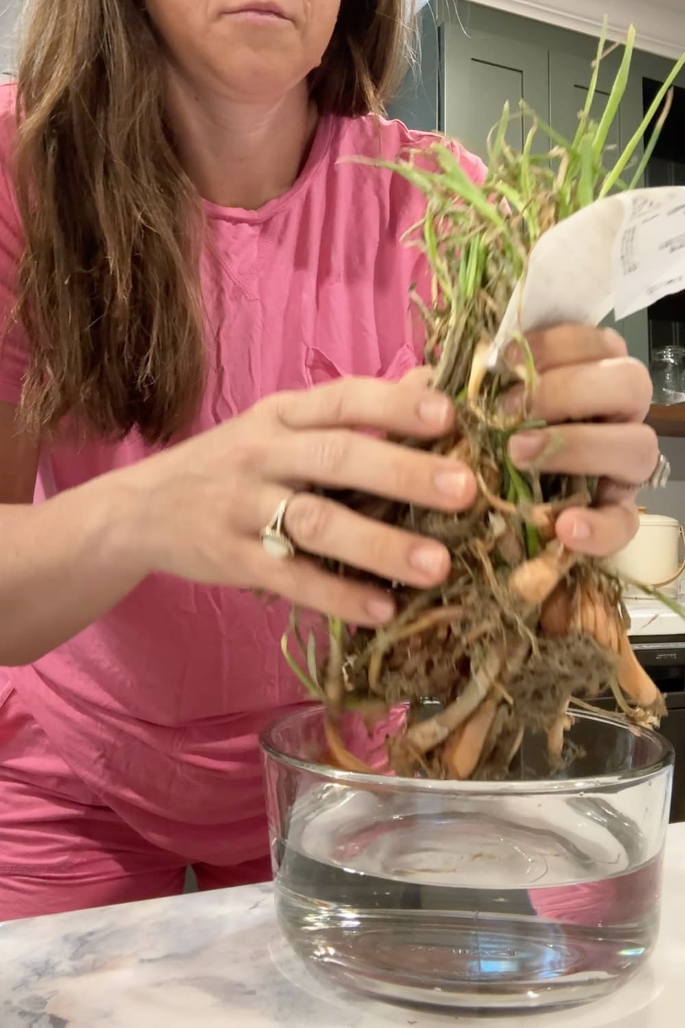 Woman rehydrating a bundle of sweet onion sets in a glass bowl of water before planting in a raised bed garden