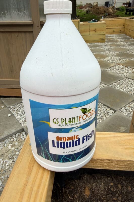 Gallon jug of GS Plant Foods Organic Liquid Fish fertilizer sitting on a wooden raised garden bed