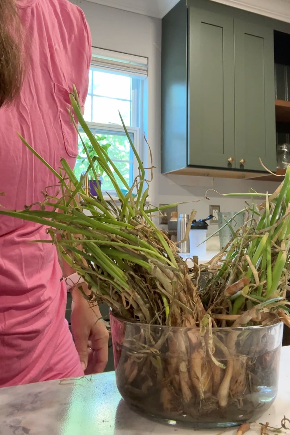 Sweet onion bundles soaking in a clear glass bowl of water on a kitchen counter to jumpstart root growth before planting