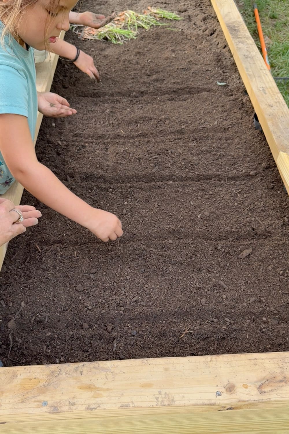 Mom and daughter sprinkling carrot seeds into shallow trenches in a wooden raised bed vegetable garden