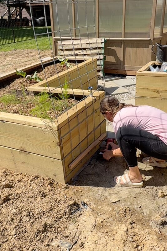 Woman using a drill to attach a wire trellis panel to the side of a wooden raised garden bed