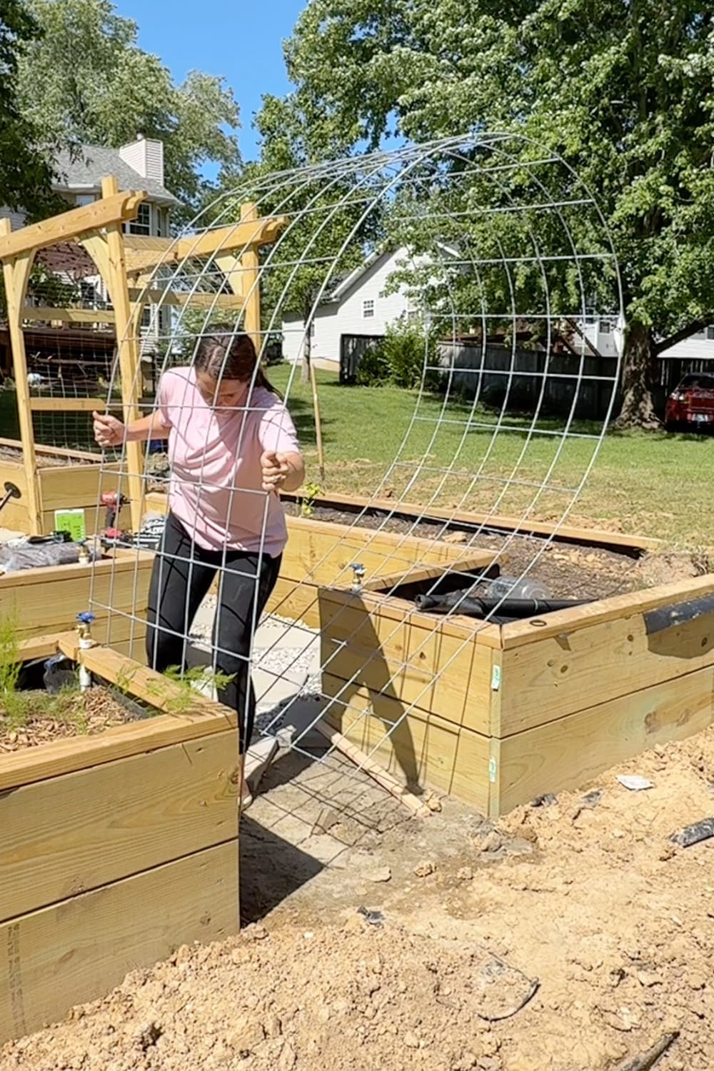 Bending a galvanized cattle panel into an arch shape and securing it between two raised garden beds to form a garden trellis