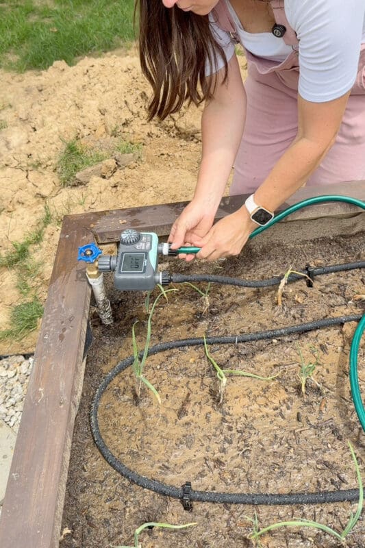 Crystel connecting digital water timer at the spigot for setting up watering in a raised garden bed.