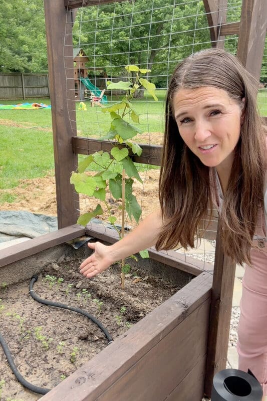 Crystel pointing to a grape ine surrounded planted next to carrots. two plants that have very different watering schedules.