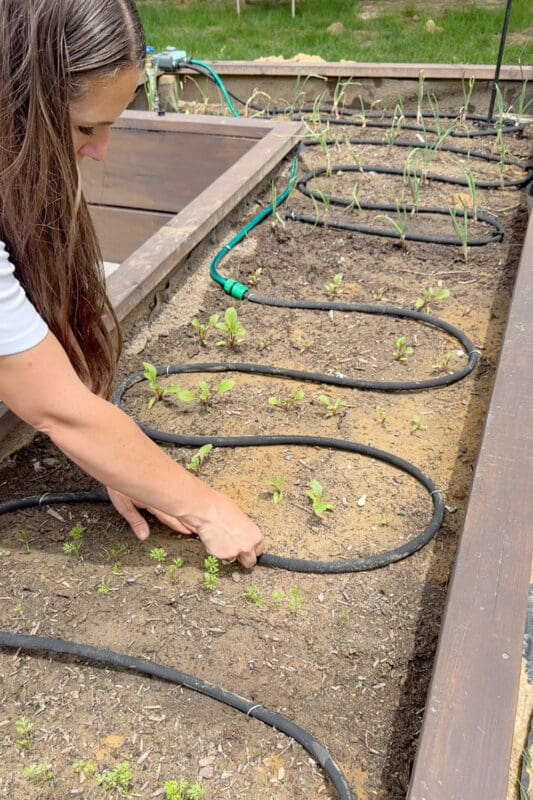 Crystel positioning a soaker hose in S-curves around seedlings in a raised garden bed, with the water timer visible at the corner