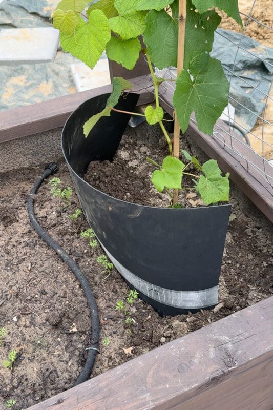 A black root guard barrier installed around a grape vine in a raised bed, keeping water away from the grapvine roots so they are not overwatered.
