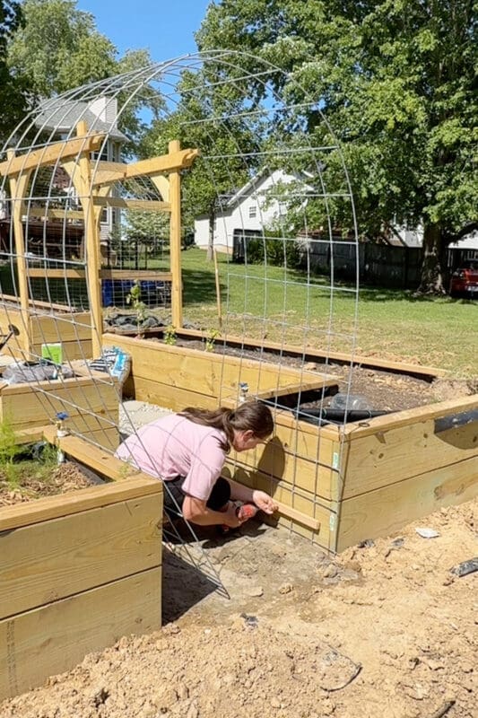 Attaching an arched cattle panel garden trellis to a raised bed with a cordless drill, with the full arch spanning the path between two beds