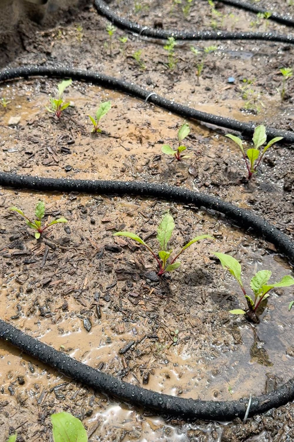 Black soaker hoses laid in S-curves across a raised bed, watering beet seedlings growing in dark mulch and soil