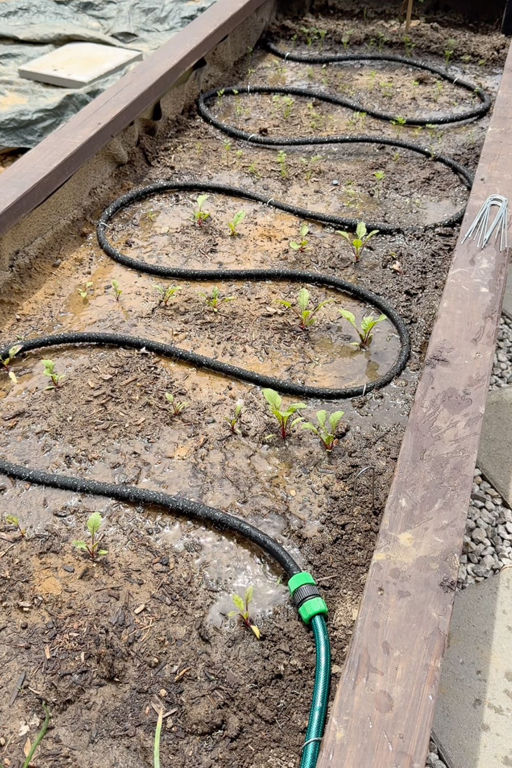 Soaker hose laid in S-curves running water through a raised garden bed of beet seedlings, connected to a green supply hose