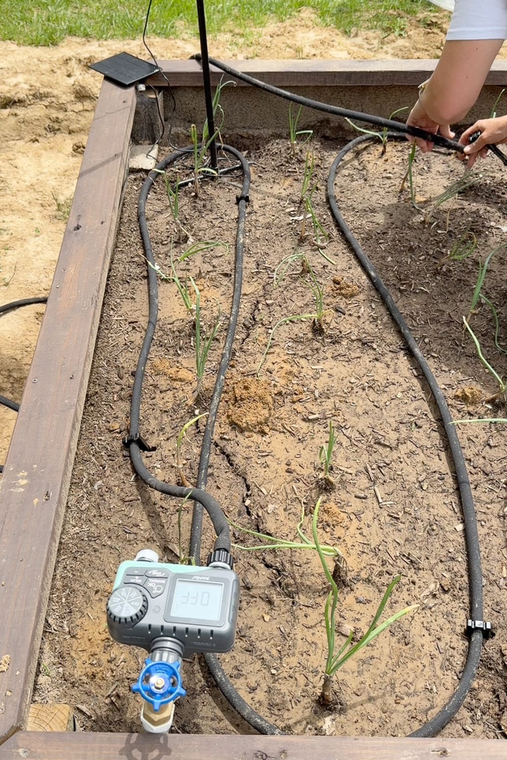 Digital water timer at the spigot feeding a soaker hose laid in S-curves through a raised garden bed planted with onions