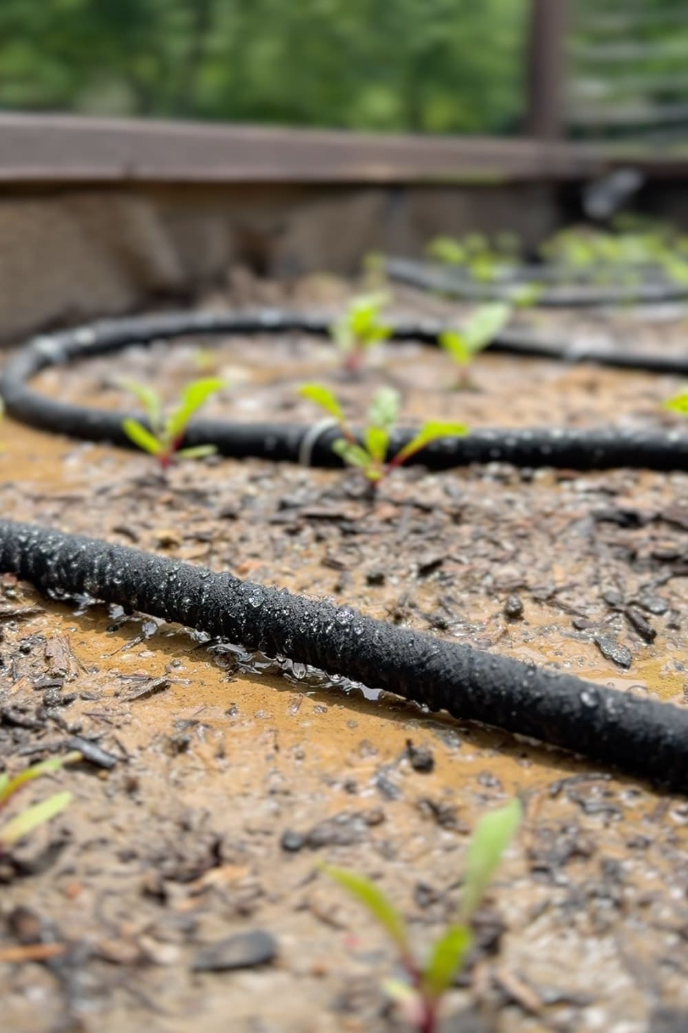 Close-up of a soaker hose beaded with water slowly soaking the soil around beet seedlings in a raised garden bed