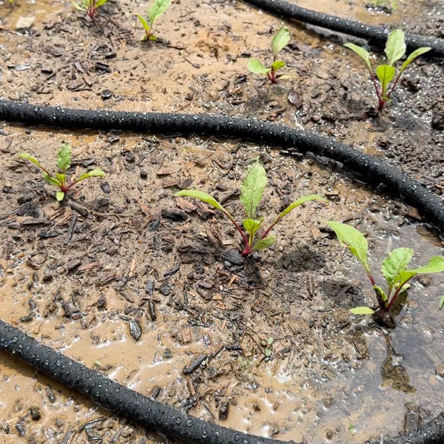 Soaker hoses snaking between rows of young beet seedlings in a raised garden bed with wet, freshly watered soil