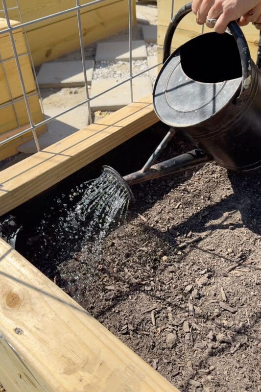 Watering freshly planted seeds in a raised garden bed at the base of a wire garden trellis with a metal watering can