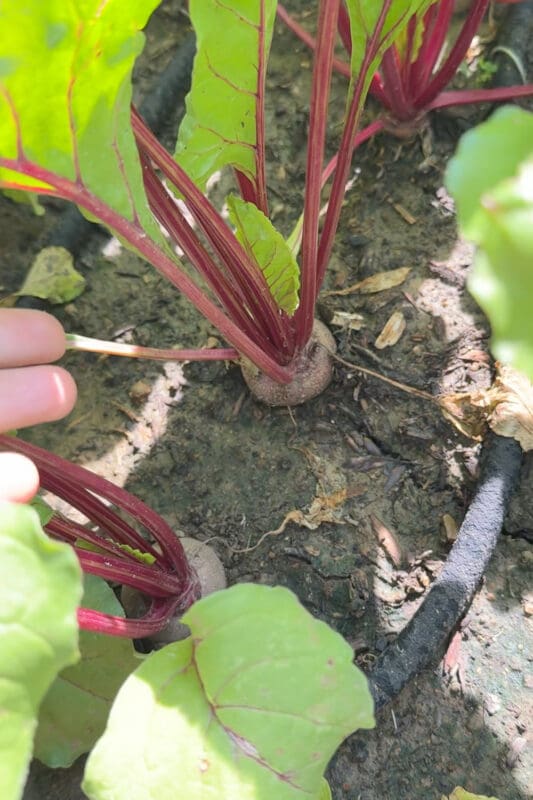 Beets growing in a raised garden bed with ruby red stems and green leaves, hand reaching in to check a root before harvesting