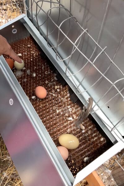 Chicken coop collecting shades of brown, tan, and sage green resting in a roll-out nesting box tray inside the chicken coop, with a hand reaching in to collect one.