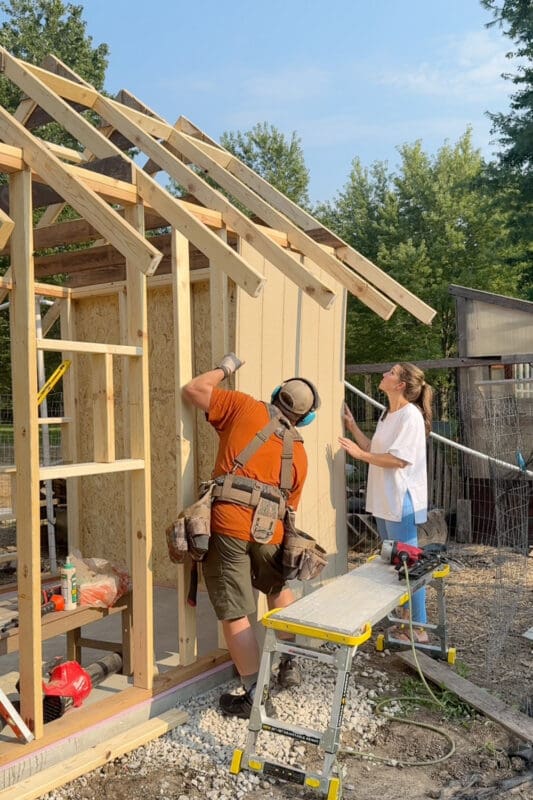 Man and woman holding a tan board and batten siding panel against the framed wall of a chicken coop while installing the exterior