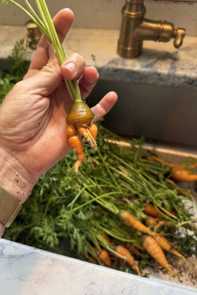 Crystel holding up a small twisted homegrown carrot with the green tops attached, over a sink full of freshly washed garden carrots