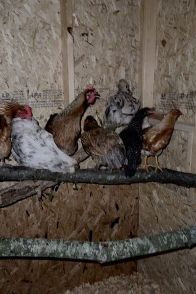 Six hens lined up sleeping on natural tree branch roosting bars inside a chicken coop at night