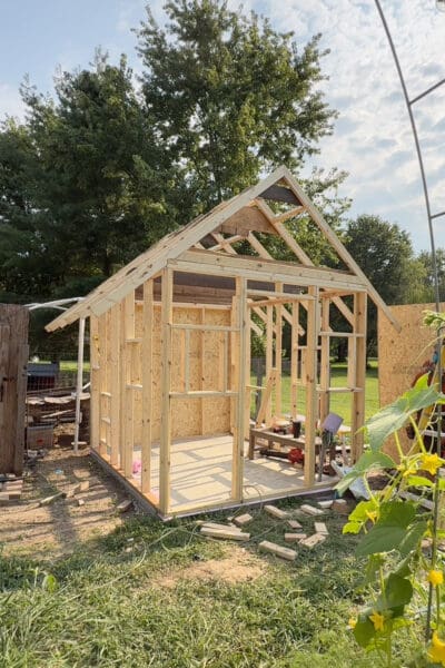 Completed chicken coop frame on a concrete slab with peaked roof trusses and OSB sheathing installed on the back and side walls